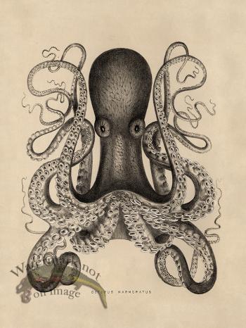 Octopus Tan 01